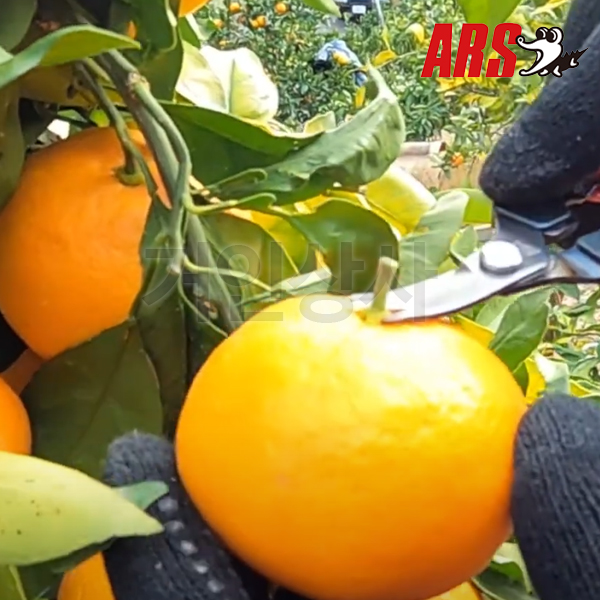 일제 아루스 곡가위 310 / 채과가위 전지가위 적과 감귤 포도 열매 따기 아로스 ARS