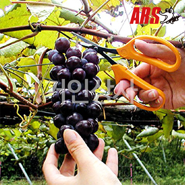 아루스 스텐 포도가위 320DX-M-BP / 곡가위 포도알솎기가위 샤인머스켓 일제 ARS