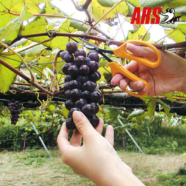 아루스 스텐 포도가위 320DX-T-BP 포도알솎기가위 채과가위 샤인머스켓 아로스 ARS